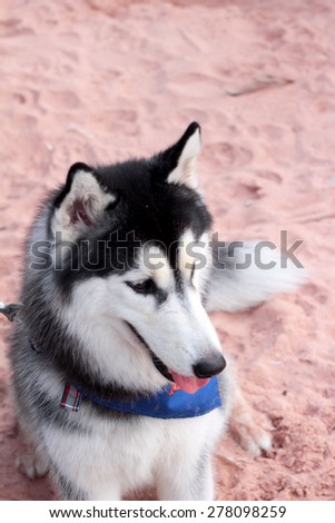 Siberian Husky dog sitting on the beach.