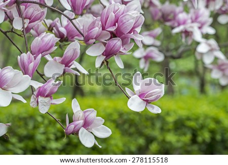 Magnolia Ã?Â?? soulangeana (saucer magnolia) is a hybrid plant in the genus Magnolia and family Magnoliaceae