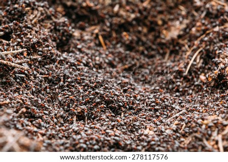 Red Forest Ants (Formica Rufa) In Anthill Macro Photo, Big Anthill Close Up, Ants Moving In Anthill. Background Of Red Ant Colony