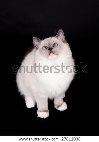 A ragdoll kitten sitting on a black background and looking up