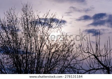 Beautiful purple sky in spring sunset time