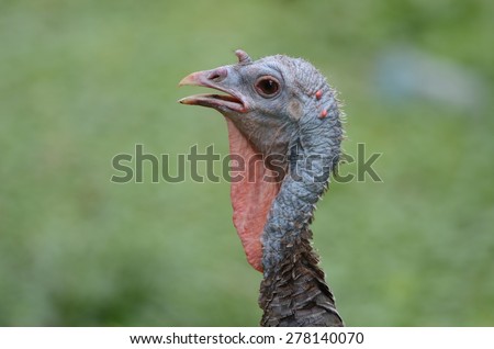 Wild Turkey Gobbler, highly detailed head shot 
