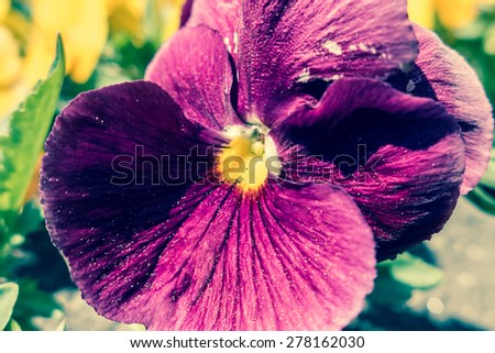Flower - pansies