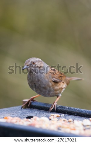 picture of a dunnock on a feeding table
