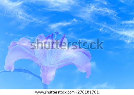 Pink color lily flower blossom isolated on clouds and blue sky background - Multi-exposure style pictures