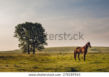 horse in field Royalty-Free Stock Photo #278189963