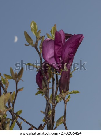 Magnolia spring evening and the moon