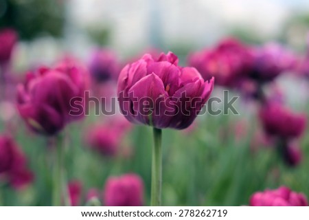 Purple tulips in spring
