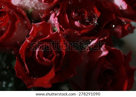 Picture of Rose