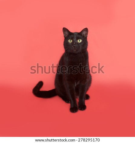 Black cat sitting on orange background