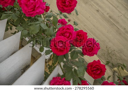 red roses fence