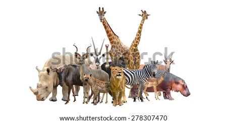 group of africa animals isolated on white background Royalty-Free Stock Photo #278307470