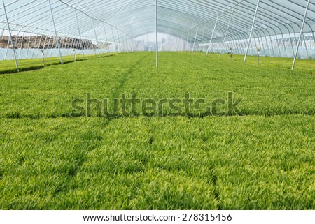 The rice seedling in The greenhouse, grew well