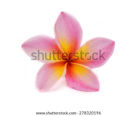 colorful plumeria flower isolated on white background