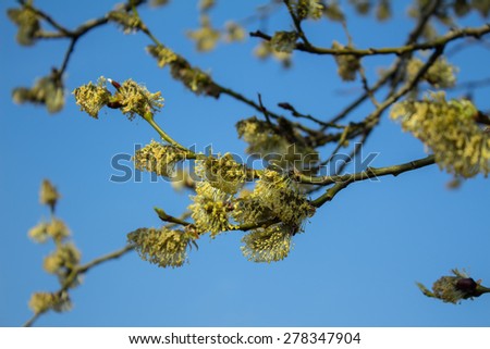 Spring flowering branches of a tree