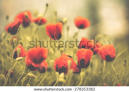 Wild poppy flowers. Toned picture