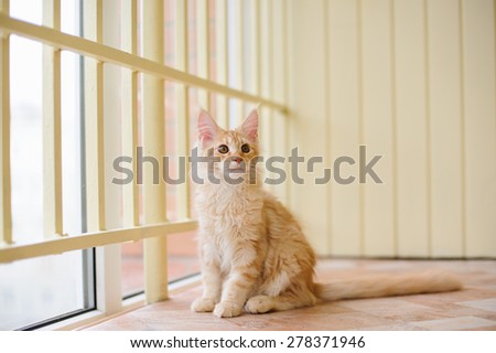 red marble maine coon kitten