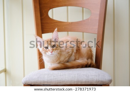 red marble maine coon kitten sitting on a chair