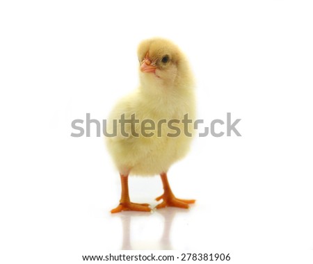 soft Cute little chicken.  isolated on white background