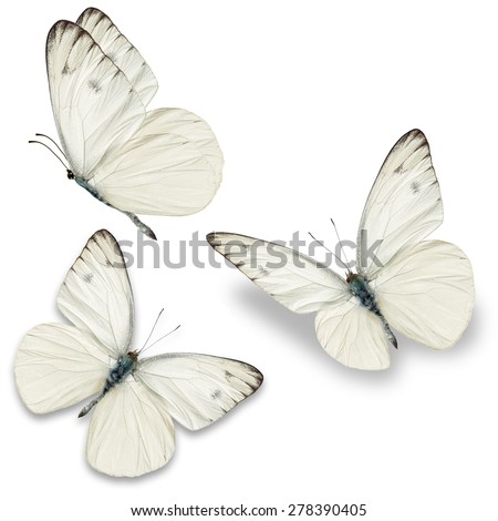 Three white butterfly, isolated on white background