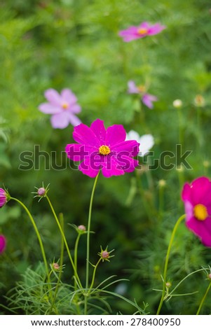 Cosmos flowers in purple, white, pink and red, beneath the sun's beautiful fall evening.
