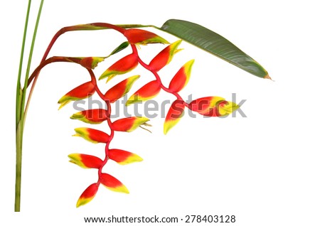 a beautiful red Heliconia flower, tropical flower isolated on a white background  Royalty-Free Stock Photo #278403128