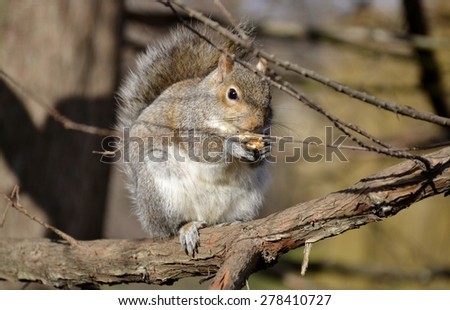 Wild squirrel on branch and background 