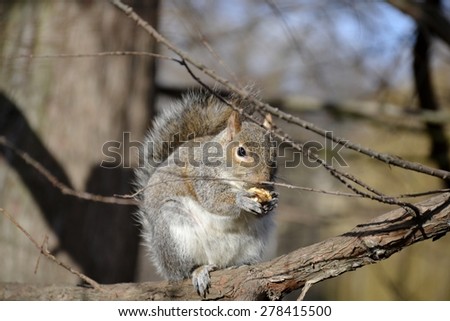 Wild squirrel on branch and background