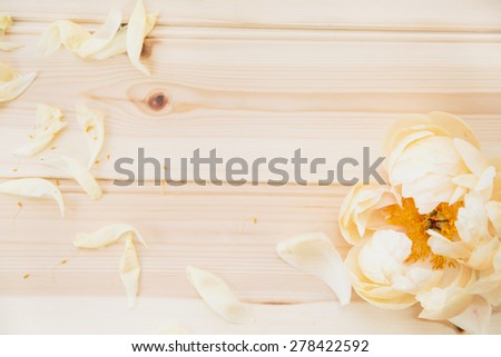 Peony and Petals on Wooden Background with space for text