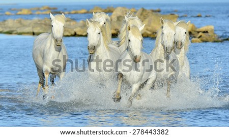 Herd of White horses of Camargue running through water 