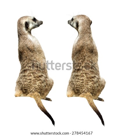 Two meerkats sitting on the white background