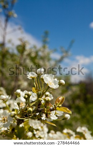 flowering branches of apple trees against the blue sky