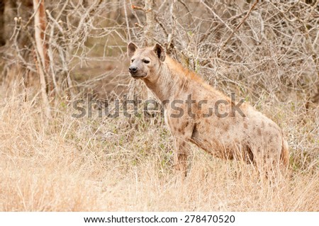 Brown Hyena in savanna trees, Kruger Park, South Africa 
