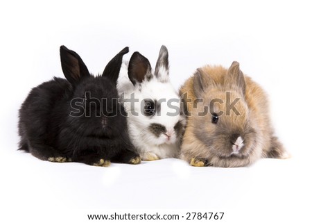 Adorable baby bunny rabbits on white background