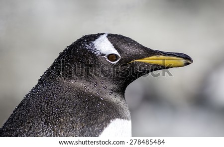 Penguin portrait against background