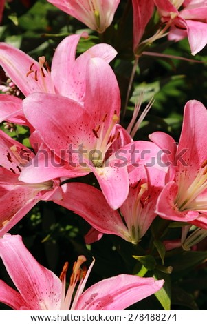 Large flowerbed with pink lilies in park Gor'kogo, Moscow, Russia Royalty-Free Stock Photo #278488274