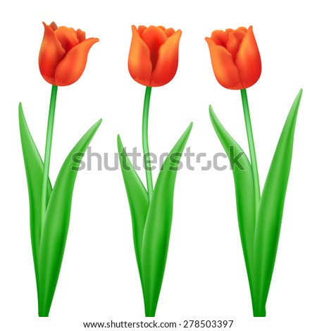 three red cartoon vector tulips