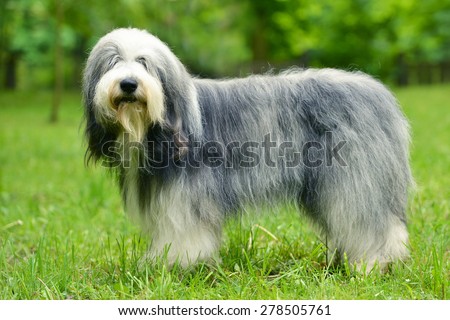     old english sheepdog bobtail      Royalty-Free Stock Photo #278505761