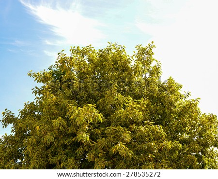 Colorful tree top against blue sky background at sunset