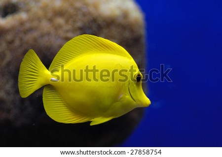 Underwater tropical reef fish