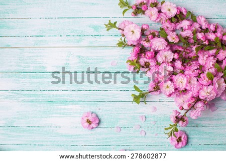 Bright pink   flowers on turquoise  painted wooden planks. Selective focus. Place for text. image.