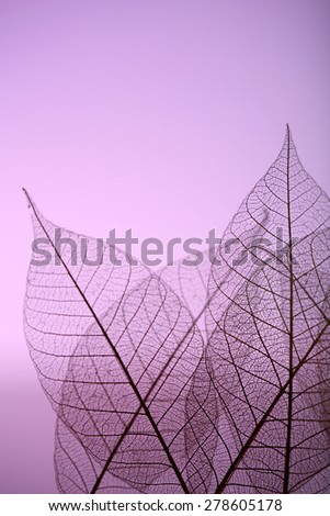 Skeleton leaves on purple background, close up