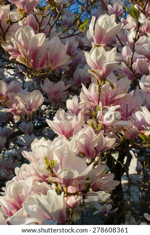 Japanese magnolia (magnolia liliiflora)