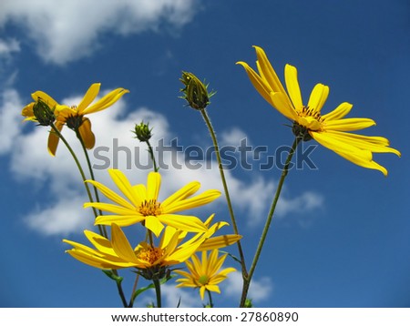 Yellow flowers and the blue sky. Solar summer day. An excellent background for creation of positive mood.