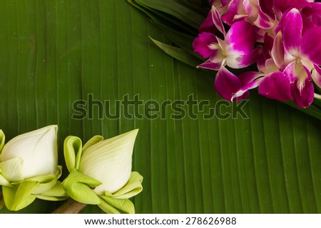 pink orchid and green leaf with lotus on green background