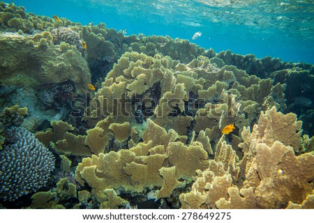 Underwater landscape. Red sea coral reef. Coral wall