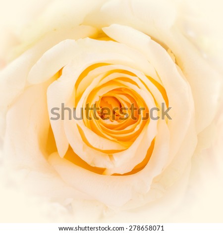 Yellow rose with blurry romantic beautiful flower petal background in sweet yellow beige color for wedding invitation card, valentine's day or mother's day

