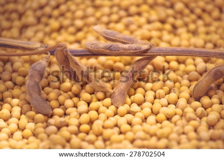 Ripe Soy Bean Plants and Beans As Agriculture Cultivated Crop Harvest Concept, Selective Focus with Shallow Depth of Field