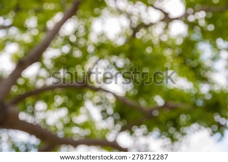 Bokeh blur from natural tree For texture background