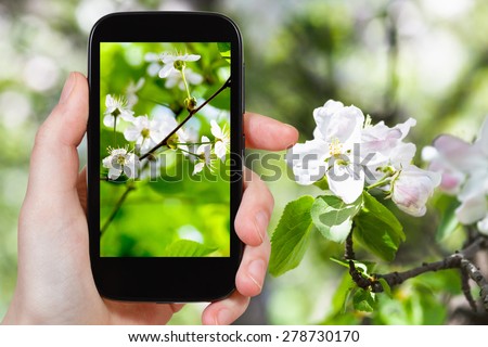 travel concept - tourist takes photo of cherry blossoms in spring forest on smartphone